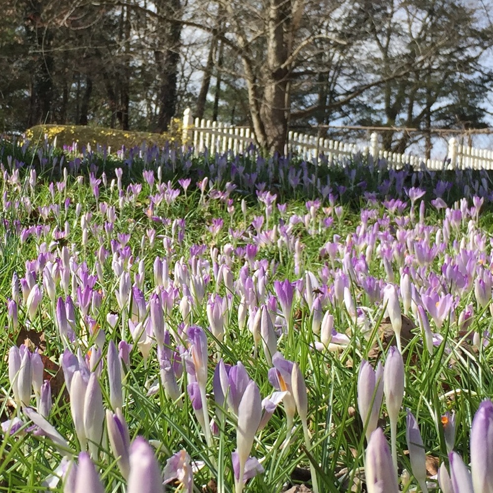 Meet your Posher, Scarlett